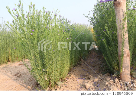 linum usitatissimum, brown flax plant on farm 138945809