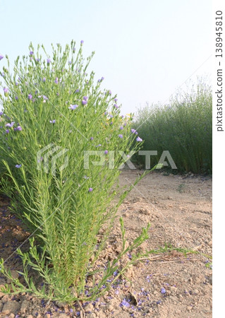 linum usitatissimum, brown flax plant on farm 138945810