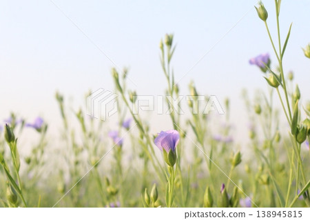 linum usitatissimum, brown flax plant on farm linum usitatissimum, brown flax plant on farm 138945815