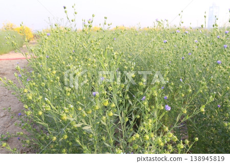 linum usitatissimum, brown flax plant on farm 138945819