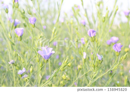 linum usitatissimum, brown flax plant on farm 138945820