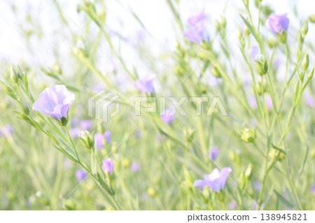 linum usitatissimum, brown flax plant on farm 138945821