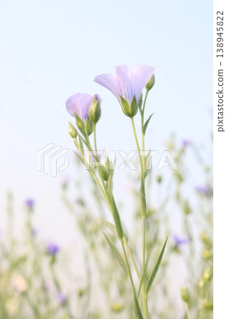 linum usitatissimum, brown flax plant on farm linum usitatissimum, brown flax plant on farm 138945822