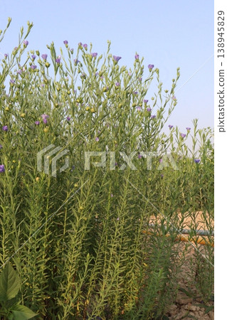 linum usitatissimum, brown flax plant on farm linum usitatissimum, brown flax plant on farm 138945829