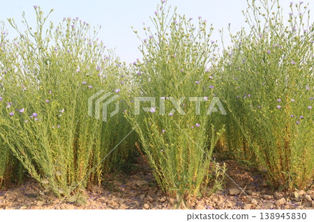linum usitatissimum, brown flax plant on farm linum usitatissimum, brown flax plant on farm 138945830