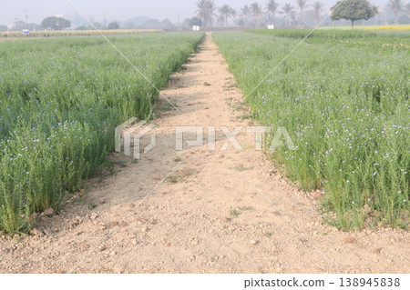 linum usitatissimum, brown flax plant on farm linum usitatissimum, brown flax plant on farm 138945838