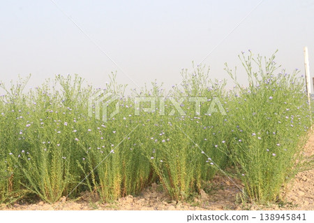 linum usitatissimum, brown flax plant on farm linum usitatissimum, brown flax plant on farm 138945841