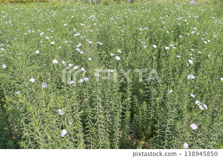 linum usitatissimum, brown flax plant on farm 138945850
