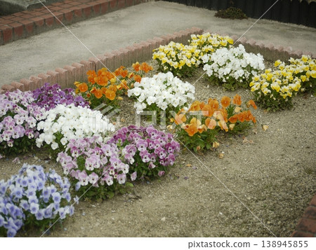 Colorful viola flowers in the flowerbed Colorful viola flowers in the flowerbed 138945855