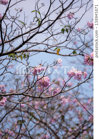Close up of pink trumpet tree blossoms, with blue sky on the background Close up of pink trumpet tree blossoms, with blue sky on the background 138945871