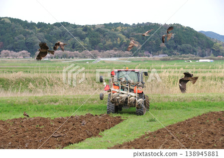 A group of kites, like a "tractor-gathering club," aggressively roam the plowing site, hunting for prey. 138945881
