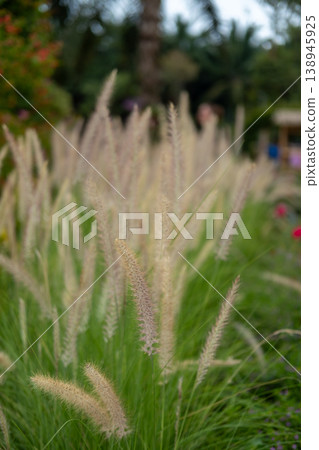 Silver Grass in a green field, soft focus Silver Grass in a green field, soft focus 138945925