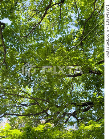 A refreshing natural landscape, looking up at trees with a blue sky and fresh green leaves. 138945971