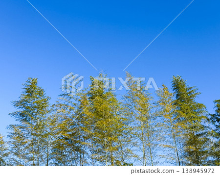 A simple yet beautiful natural landscape, with a blue sky and a bamboo forest in the background. 138945972