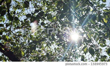 The trees, with their fresh green leaves and shining brightly in the sunlight. 138945973