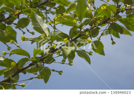 Unripe Ripe Autumn Olive Berries (Elaeagnus Umbellata) and leaves Unripe Ripe Autumn Olive Berries (Elaeagnus Umbellata) and leaves 138946023