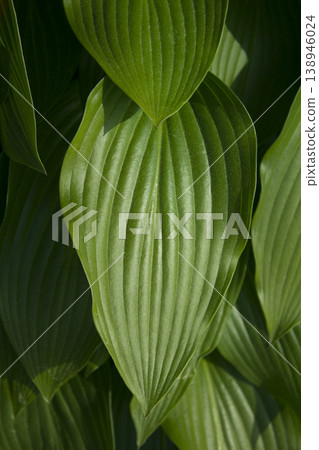 close up Green leaves of hosta. close up Green leaves of hosta. 138946024