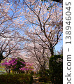 A cherry tree-lined path and spring sunshine 138946045