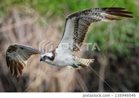 A magnificent flying osprey A magnificent flying osprey 138946046