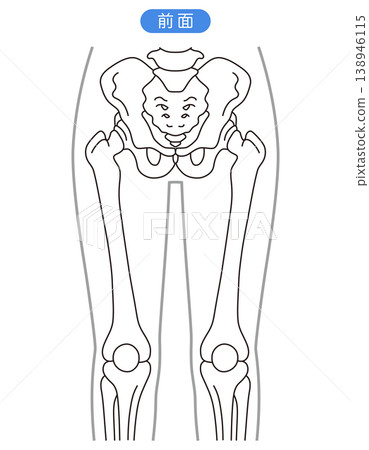 Pelvis and hip joint (front view) 138946115