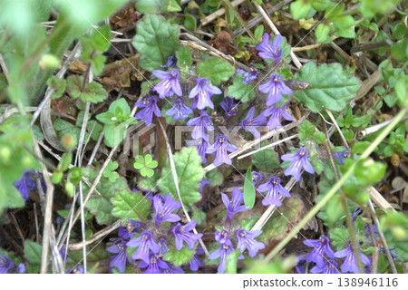 Flower of chrysanthemum 138946116