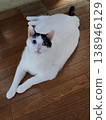 Cat sitting on the floor 138946129