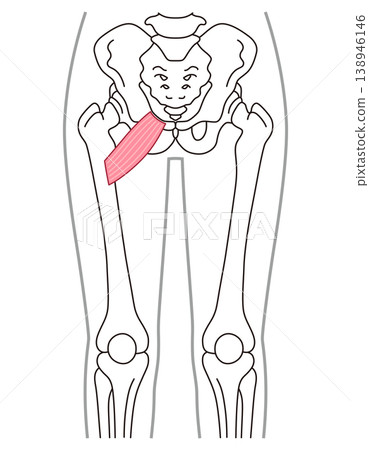 Pubic muscle, adductor muscles, thigh muscles Pubic muscle, adductor muscles, thigh muscles 138946146