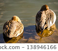 Wild birds at dusk 138946166