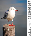 seagull 138946167