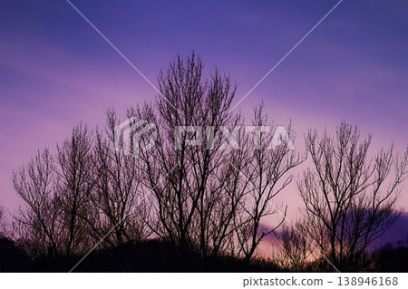The sky and trees at magic hour The sky and trees at magic hour 138946168