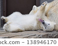 The little polar bear's big yawn 138946170