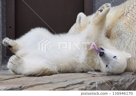 The little polar bear's big yawn 138946170