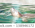 A laid-back seal 138946172