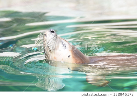A laid-back seal A laid-back seal 138946172