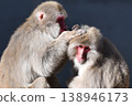 Monkey grooming 138946173