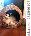 A cat relaxing in its nest. 138946197