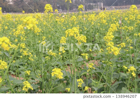 mustard plant on farm for experiment are cash crops mustard plant on farm for experiment are cash crops 138946207