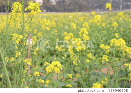 mustard plant on farm for experiment are cash crops 138946208
