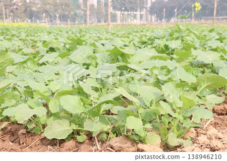mustard plant on farm for experiment are cash crops mustard plant on farm for experiment are cash crops 138946210