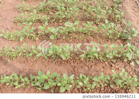 mustard plant on farm for experiment are cash crops mustard plant on farm for experiment are cash crops 138946211