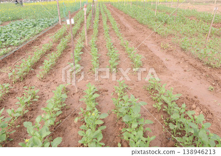 mustard plant on farm for experiment are cash crops mustard plant on farm for experiment are cash crops 138946213