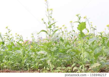 mustard plant on farm for experiment are cash crops mustard plant on farm for experiment are cash crops 138946217