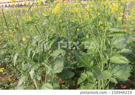 mustard plant on farm for experiment are cash crops 138946219
