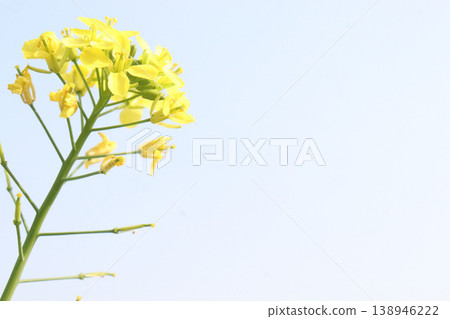 mustard plant on farm for experiment are cash crops mustard plant on farm for experiment are cash crops 138946222