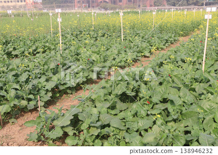 mustard plant on farm for experiment are cash crops mustard plant on farm for experiment are cash crops 138946232