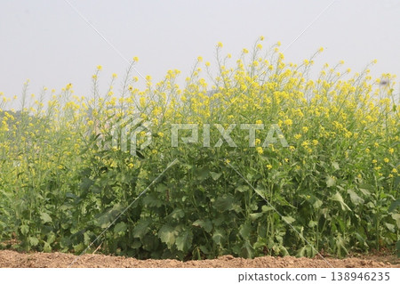 mustard plant on farm for experiment are cash crops mustard plant on farm for experiment are cash crops 138946235