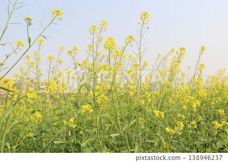 mustard plant on farm for experiment are cash crops mustard plant on farm for experiment are cash crops 138946237