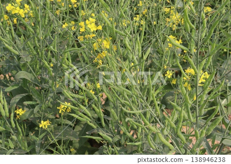 mustard plant on farm for experiment are cash crops mustard plant on farm for experiment are cash crops 138946238