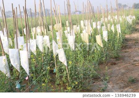 mustard plant on farm for experiment are cash crops mustard plant on farm for experiment are cash crops 138946239