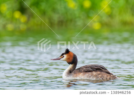 Rape blossoms and a Great Crested Grebe in summer plumage Rape blossoms and a Great Crested Grebe in summer plumage 138946256